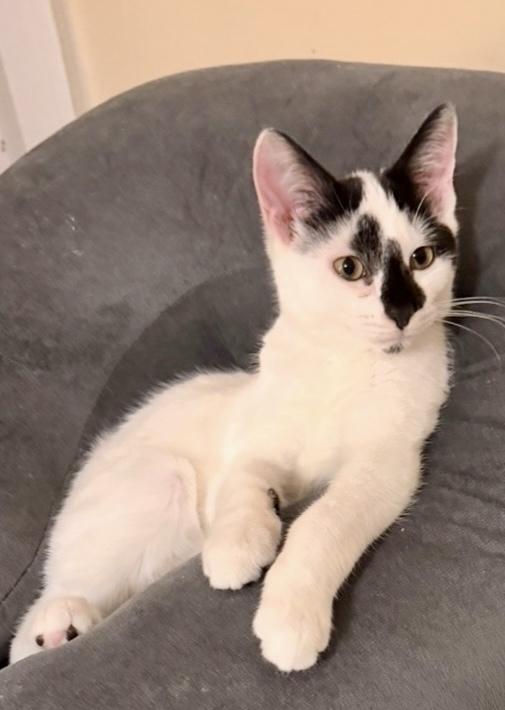 Sophie bonded pair with Domino — thumbnail 2