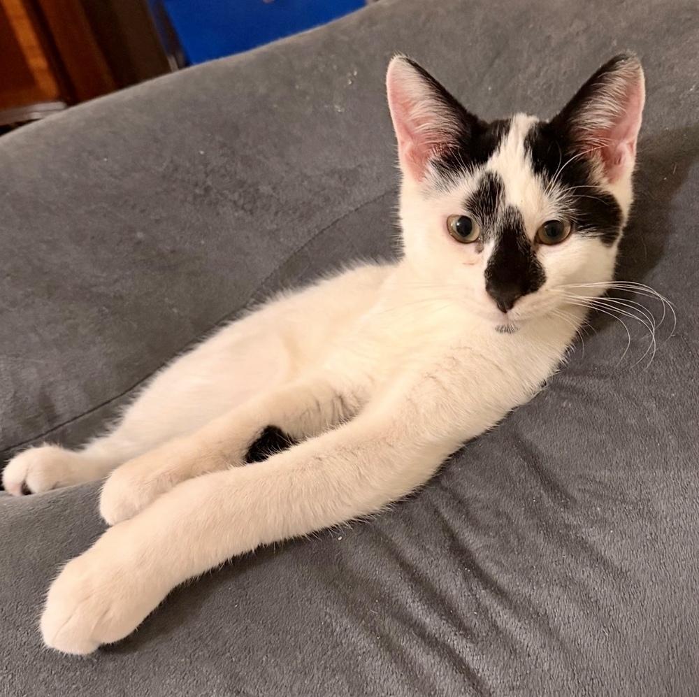 Sophie bonded pair with Domino — thumbnail 3