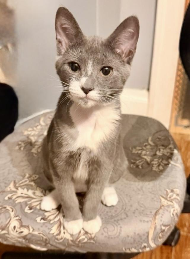 Sophie bonded pair with Domino — thumbnail 4