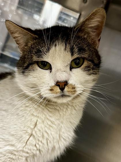 Enlarge Moose, a Adoptable mixed breed in Wichita, KS image 1/2