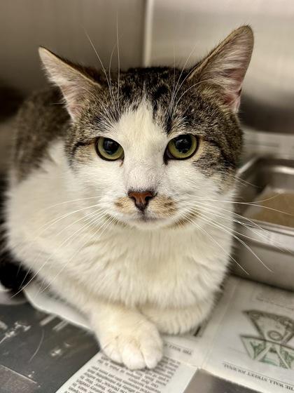 Enlarge Moose, a Adoptable mixed breed in Wichita, KS image 2/2