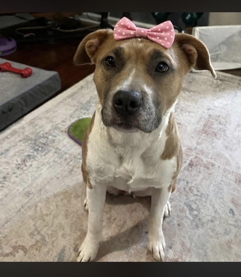 Enlarge Novella, an adopted mixed breed in Philadelphia, PA image 1/1