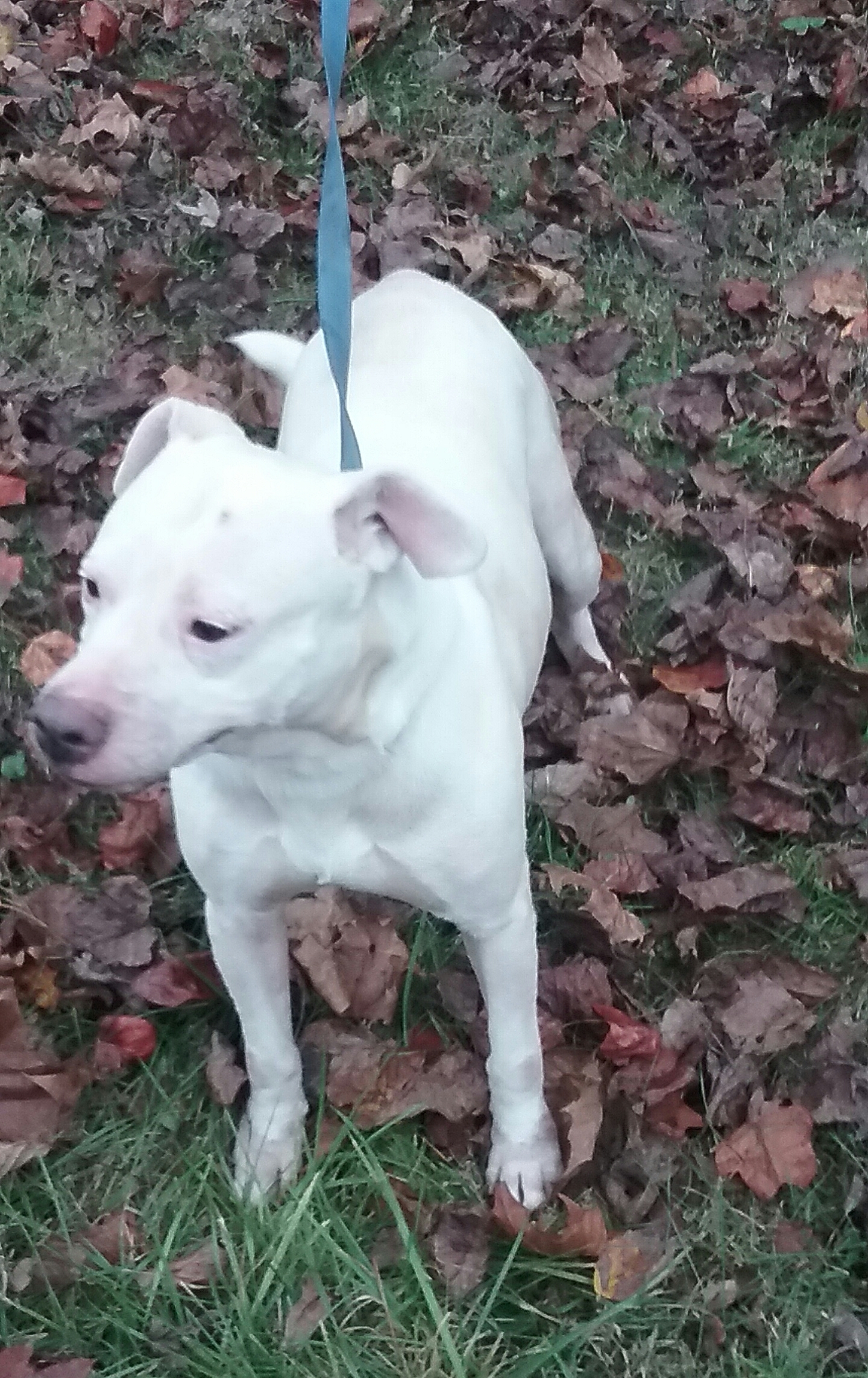 Lola, an adoptable Pit Bull Terrier in Long Bottom, OH, 45743 | Photo Image 1