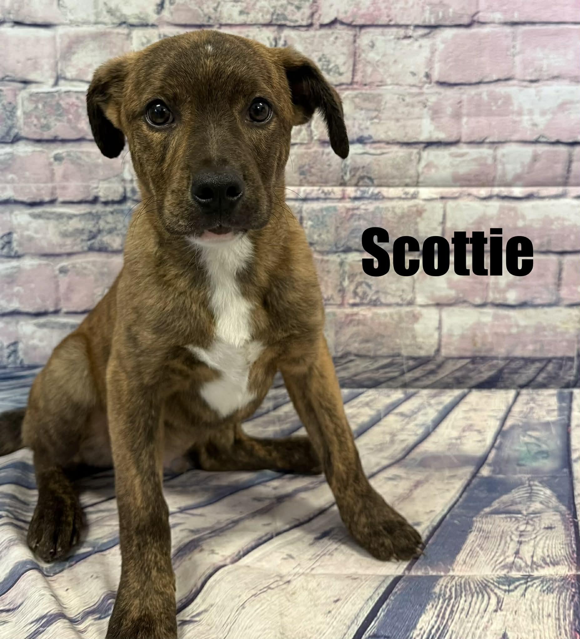 Enlarge Scottie, a Adoptable mixed breed in Quincy, MI image 1/2