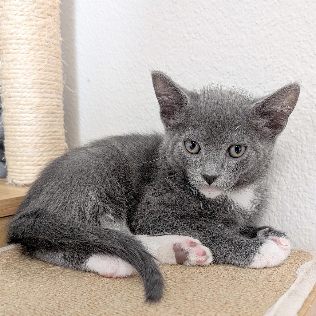 Flint, a Adoptable Domestic Short Hair in Pleasant Hill, CA image 2/4