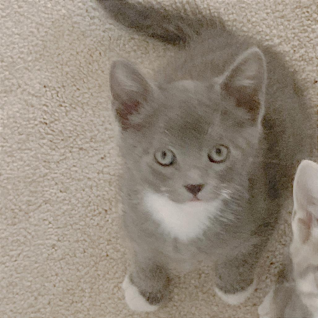 Flint, a Adoptable Domestic Short Hair in Pleasant Hill, CA image 3/4