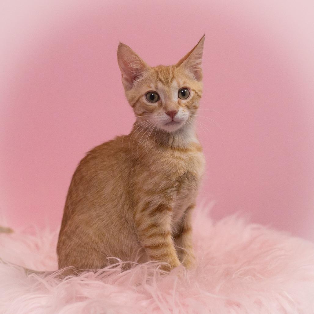 Dashwood, a Adoptable Domestic Short Hair in St. Augustine, FL image 1/4