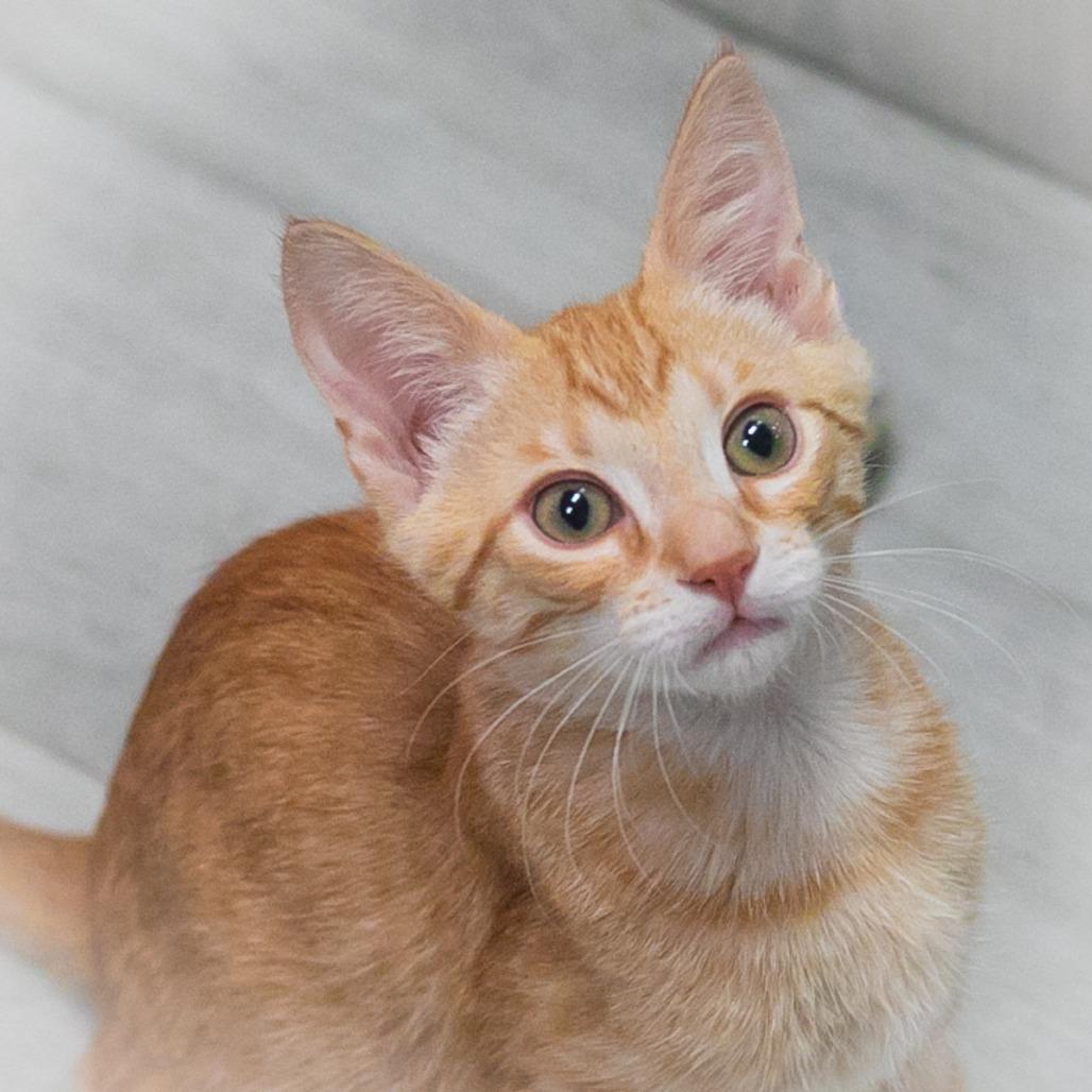 Dashwood, a Adoptable Domestic Short Hair in St. Augustine, FL image 2/4