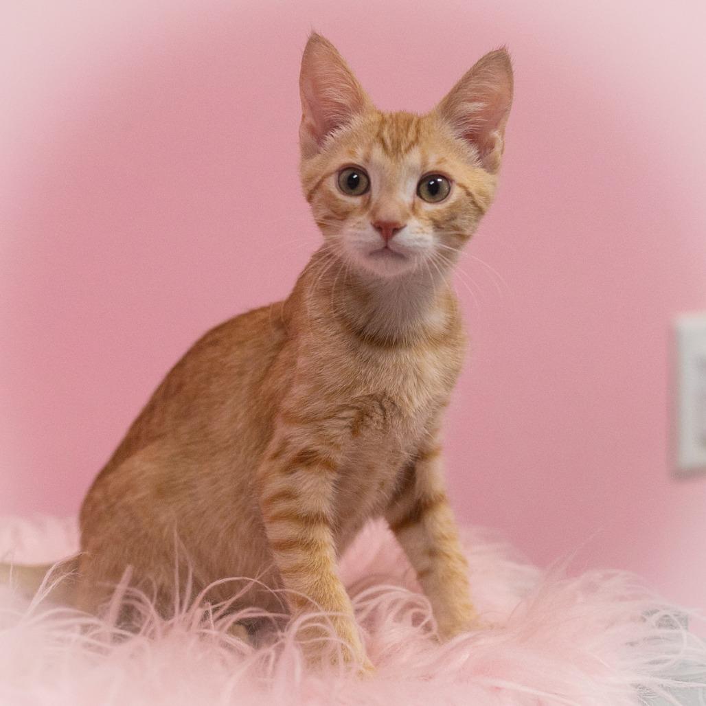 Dashwood, a Adoptable Domestic Short Hair in St. Augustine, FL image 3/4