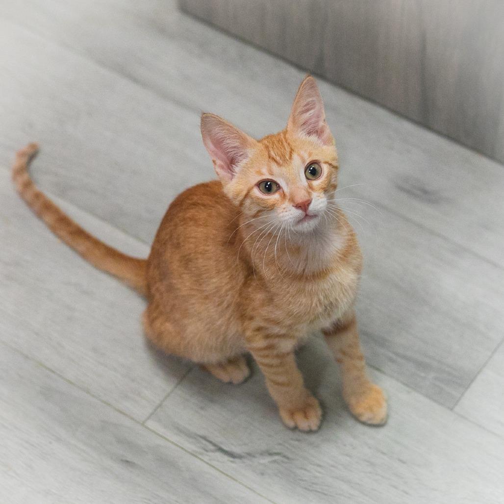 Dashwood, a Adoptable Domestic Short Hair in St. Augustine, FL image 4/4