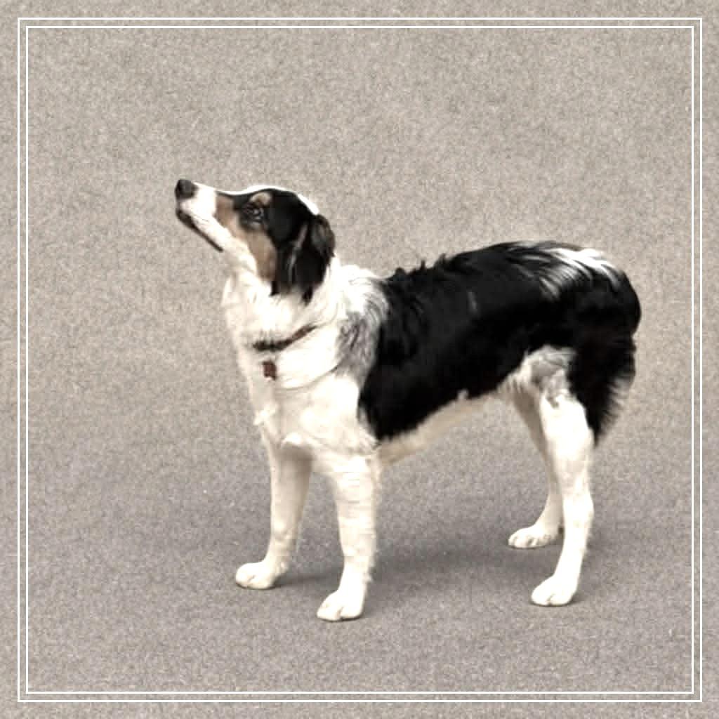 Enlarge Dylan, a Adoptable Australian Shepherd in Phoenix, AZ image 1/2