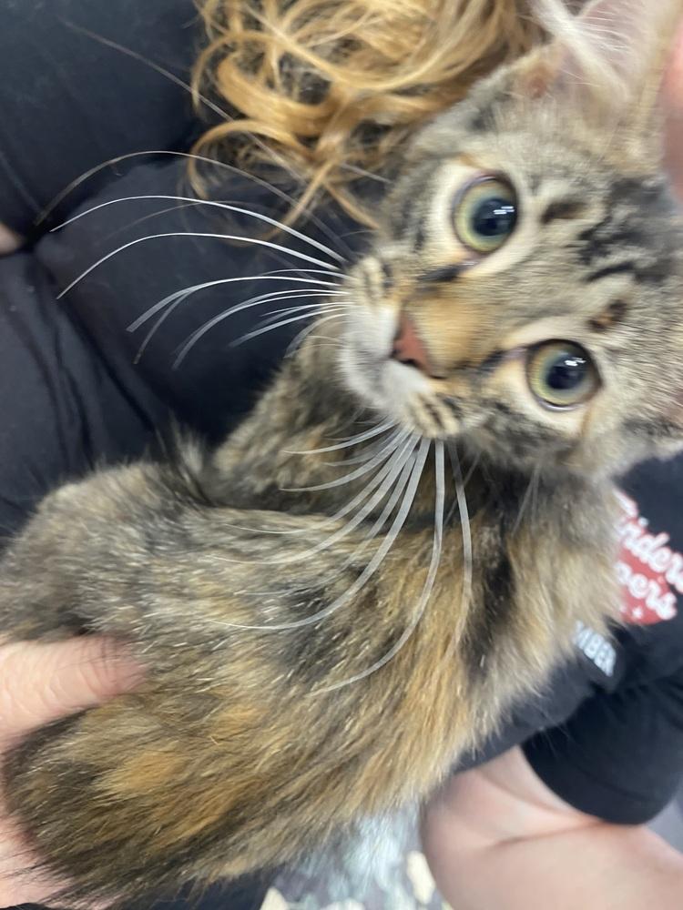 Mexican Pizza, a Adoptable Domestic Medium Hair in Clarksville, TN image 1/6