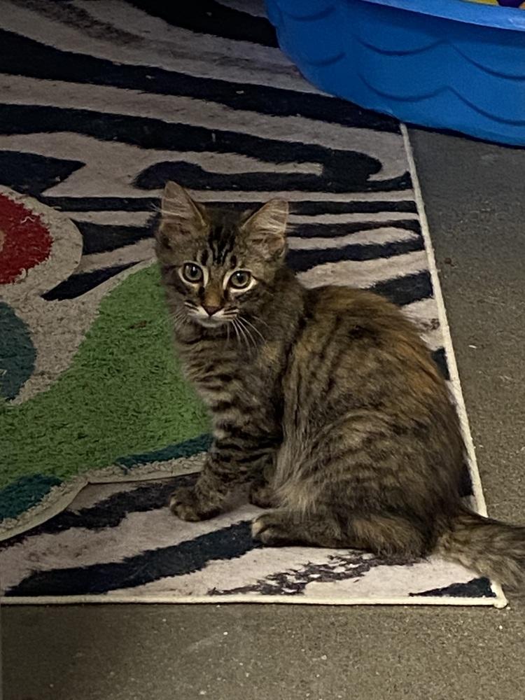 Mexican Pizza, a Adoptable Domestic Medium Hair in Clarksville, TN image 2/6