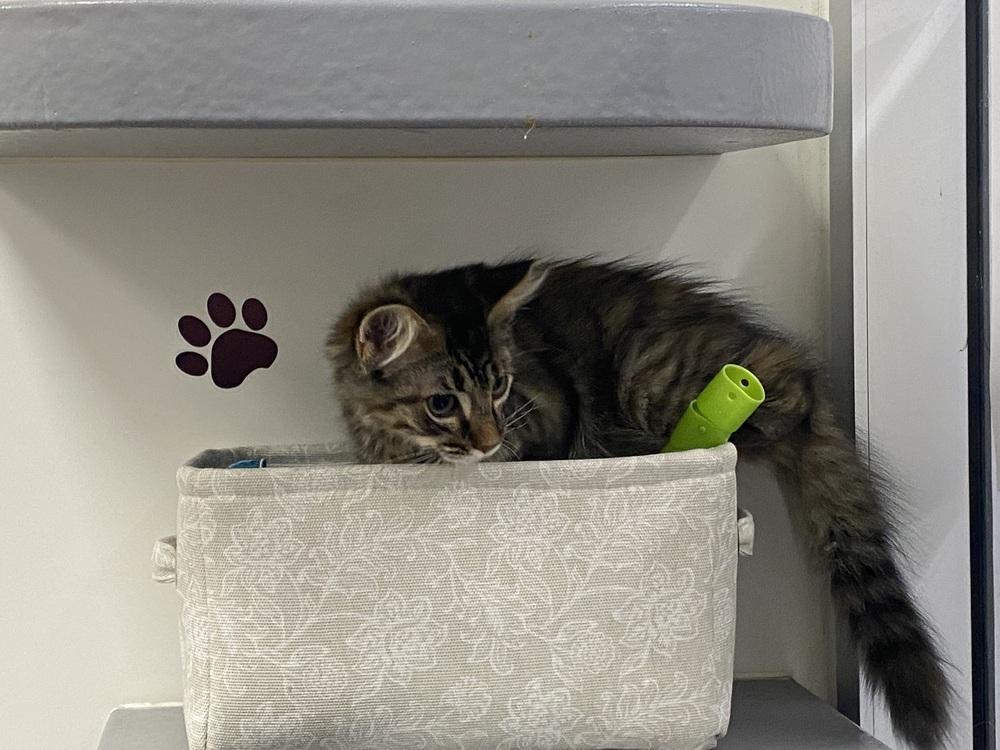 Mexican Pizza, a Adoptable Domestic Medium Hair in Clarksville, TN image 3/6