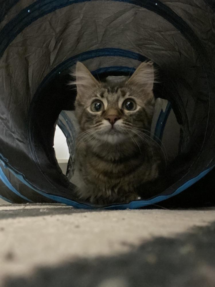 Mexican Pizza, a Adoptable Domestic Medium Hair in Clarksville, TN image 4/6