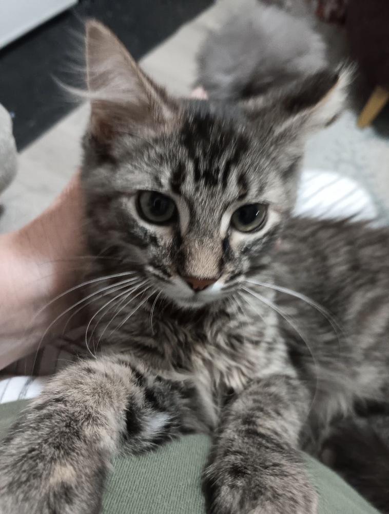 Mexican Pizza, a Adoptable Domestic Medium Hair in Clarksville, TN image 5/6