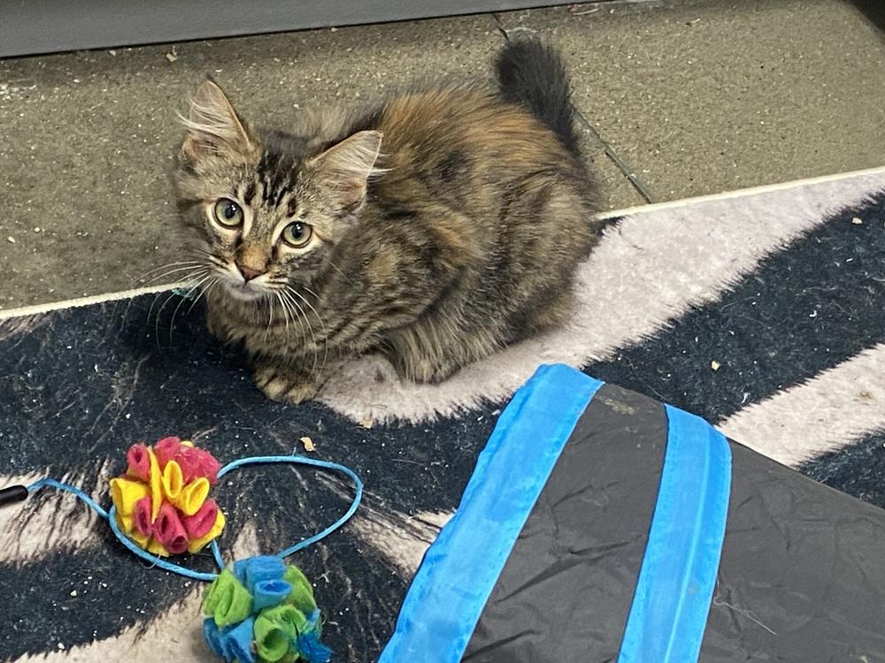 Mexican Pizza, a Adoptable Domestic Medium Hair in Clarksville, TN image 6/6