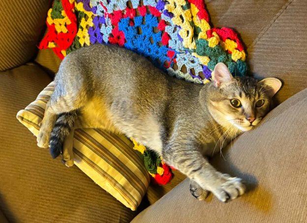 Canyon, ADOPTABLE, Adult Male Domestic Short Hair.