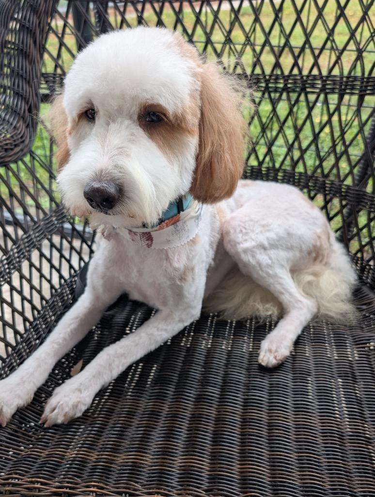 Riot-Shy and Adorable, Adoptable, Young Male Labrador Retriever & Poodle.