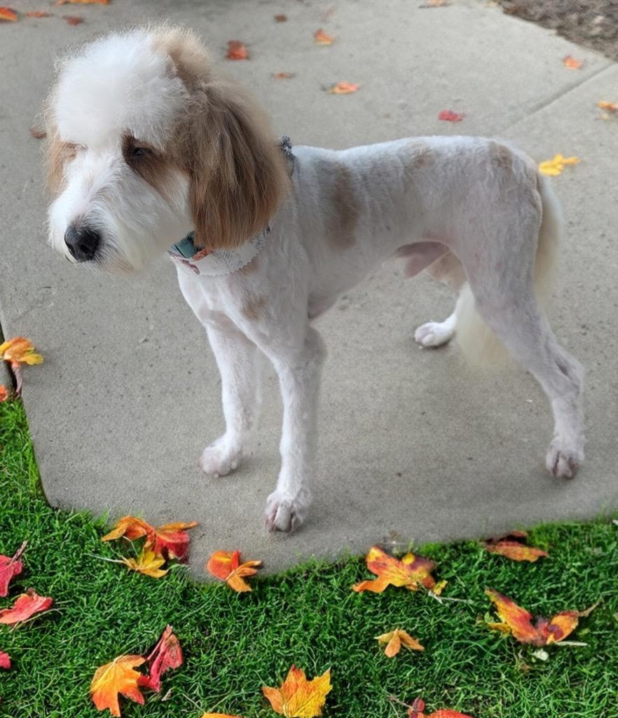 Enlarge Riot-Shy and Adorable, a Adoptable mixed breed in Fort Myers, FL image 2/5