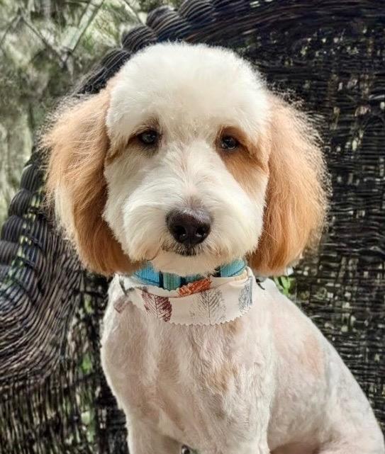 Enlarge Riot-Shy and Adorable, a Adoptable mixed breed in Fort Myers, FL image 4/5