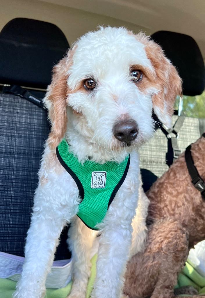 Enlarge Riot-Shy and Adorable, a Adoptable mixed breed in Fort Myers, FL image 5/5