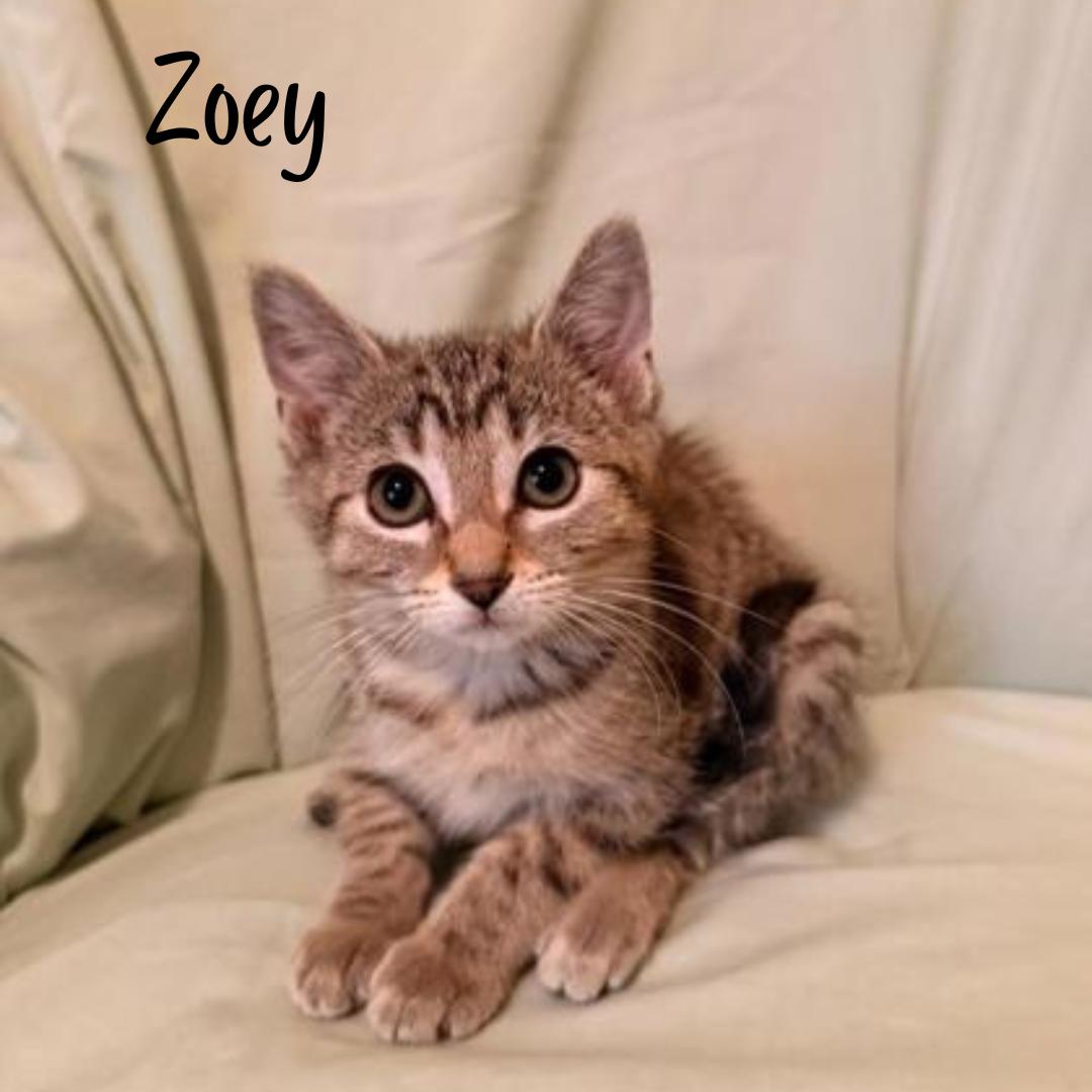 Enlarge Zoey, an adopted Domestic Short Hair in Janesville, WI image 1/1