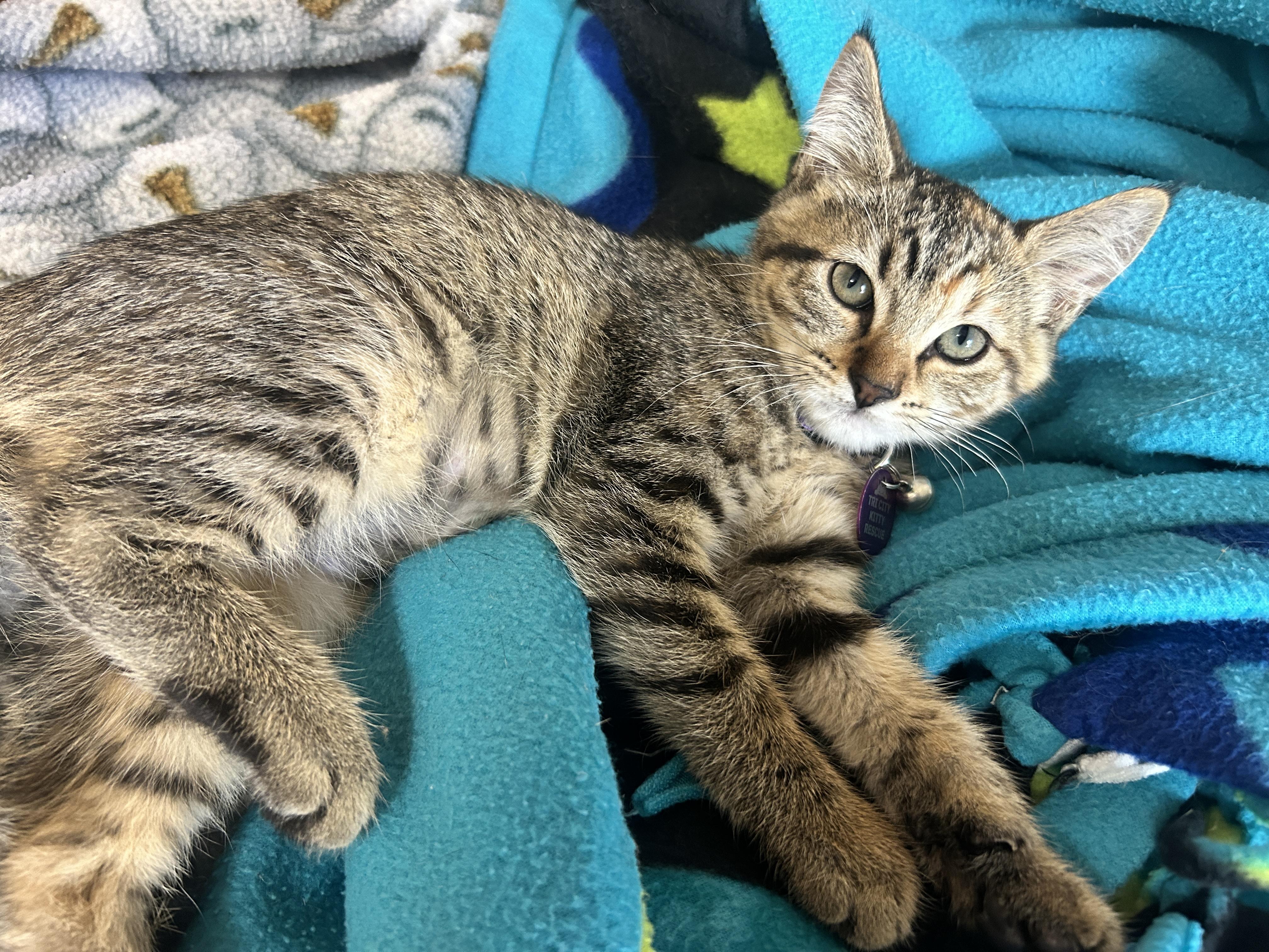 Enlarge Pancake, a ADOPTABLE Tabby in Pasco, WA image 2/5