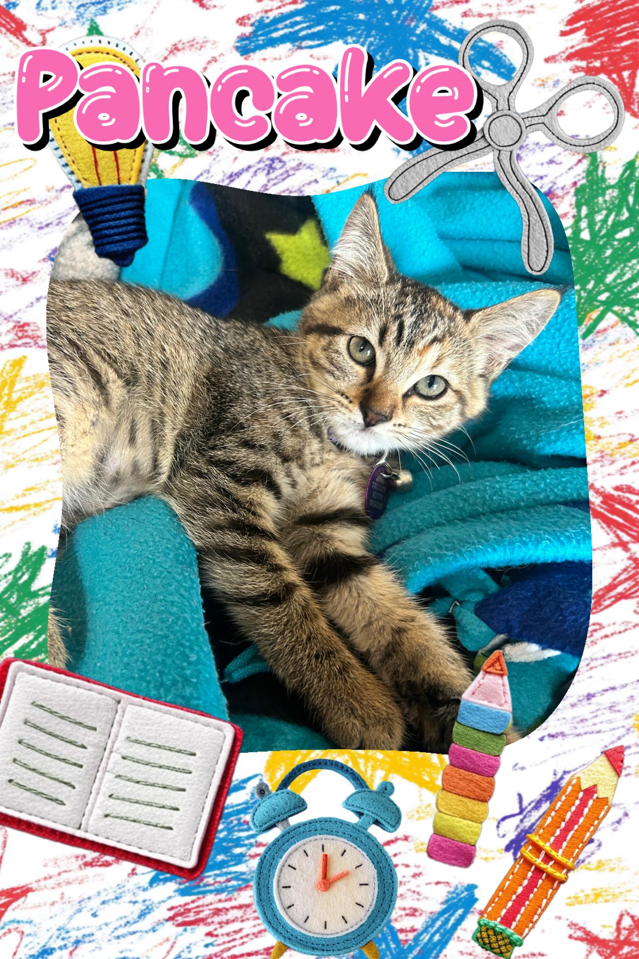 Pancake, ADOPTABLE, Kitten Female Tabby.