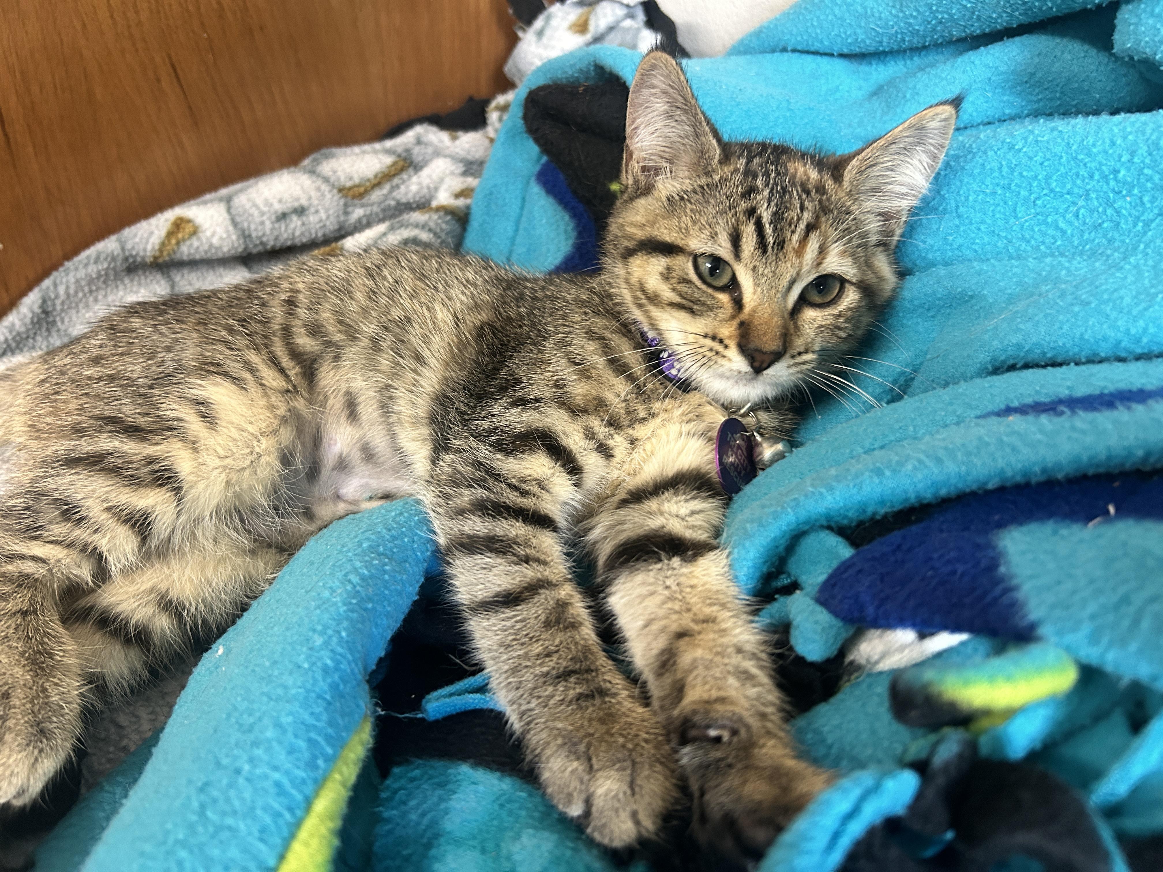 Enlarge Pancake, a ADOPTABLE Tabby in Pasco, WA image 5/5