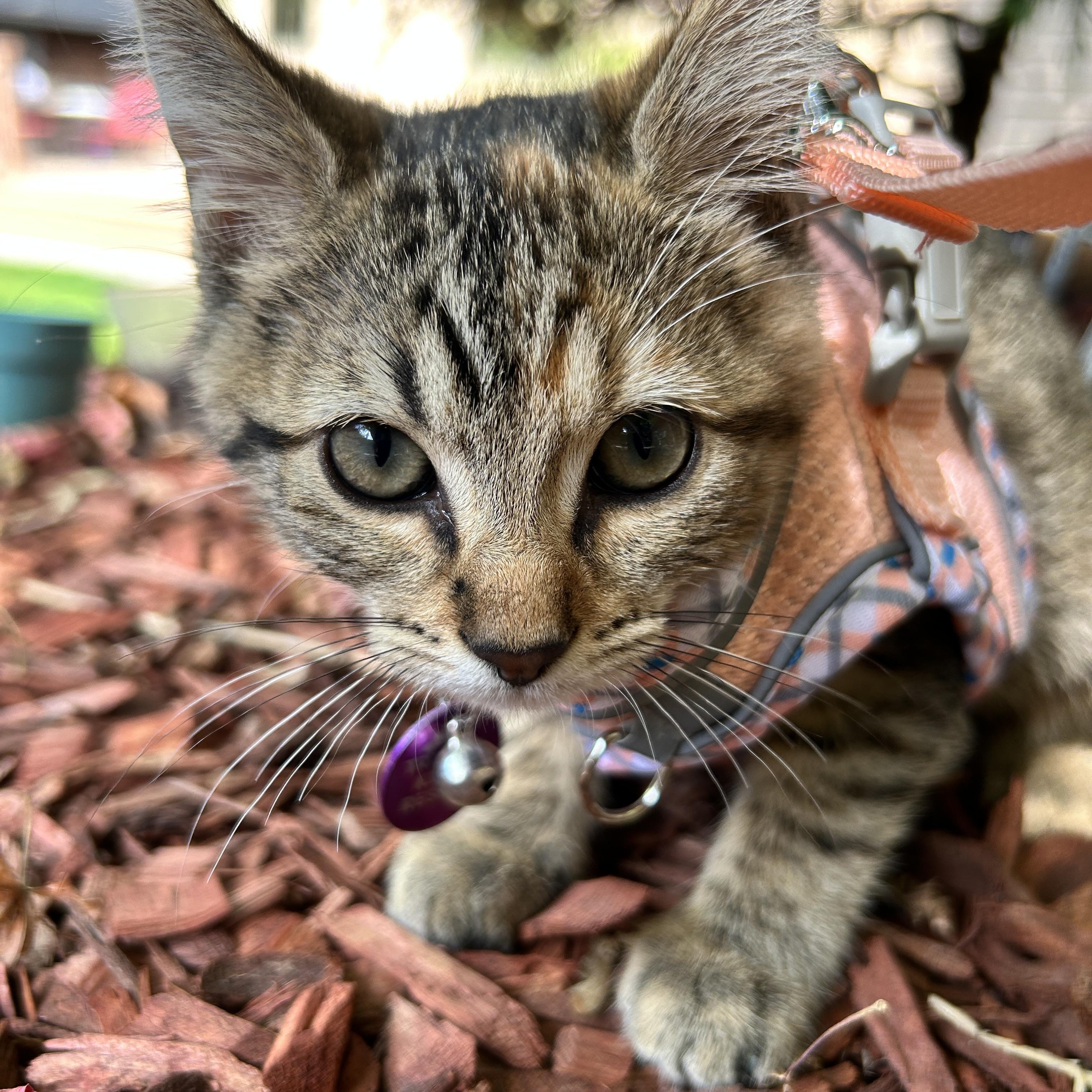 Enlarge Pancake, a ADOPTABLE Tabby in Pasco, WA image 3/5