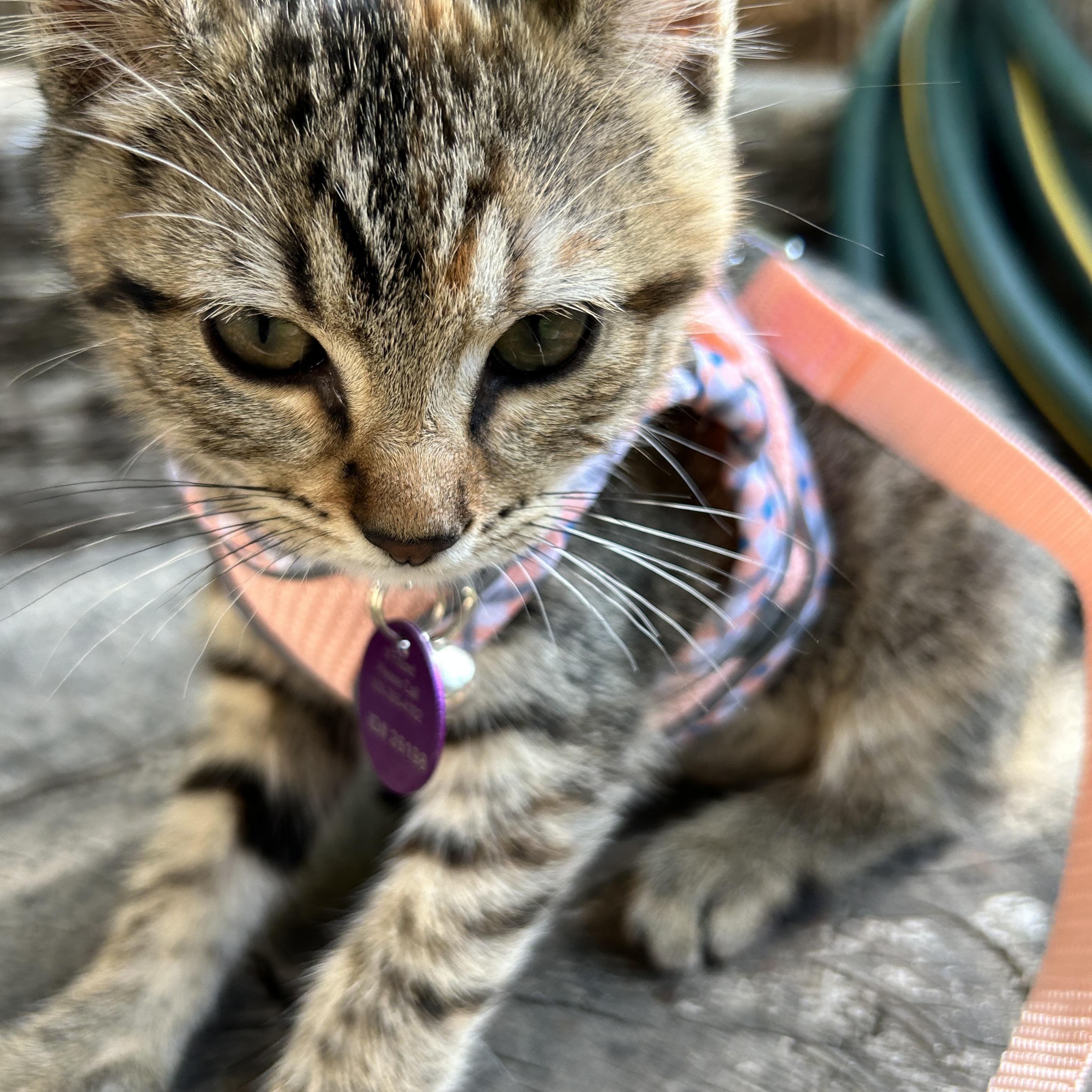 Enlarge Pancake, a ADOPTABLE Tabby in Pasco, WA image 4/5