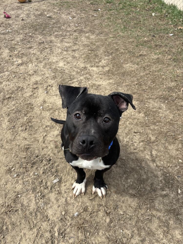 DJ, Adoptable, Adult Male Staffordshire Bull Terrier.