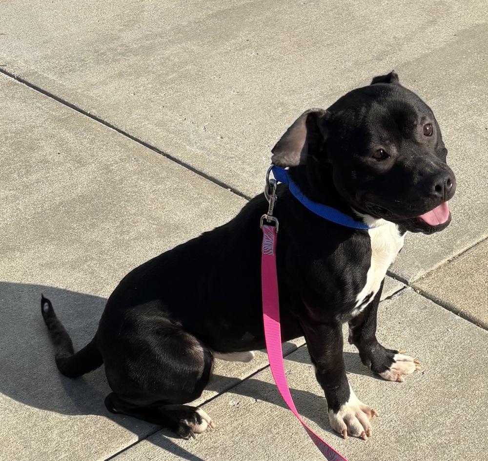 Enlarge DJ, a Adoptable mixed breed in Kalamazoo, MI image 2/4