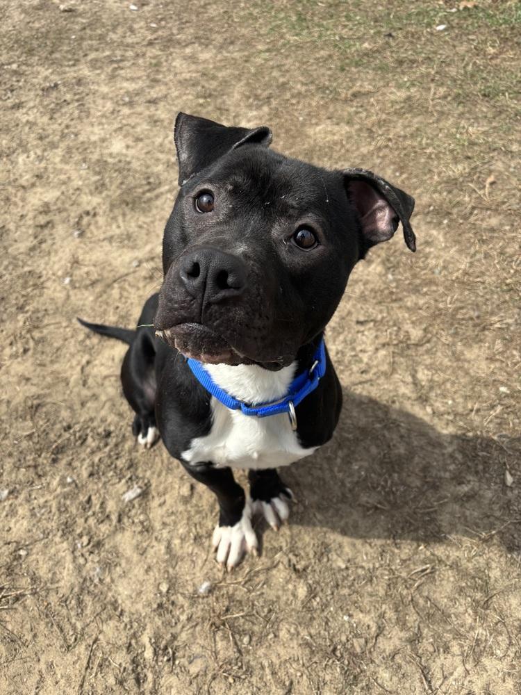 Enlarge DJ, a Adoptable mixed breed in Kalamazoo, MI image 3/4