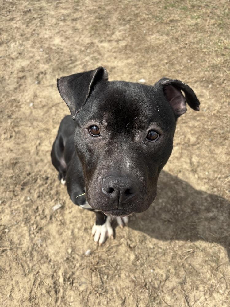 Enlarge DJ, a Adoptable mixed breed in Kalamazoo, MI image 4/4