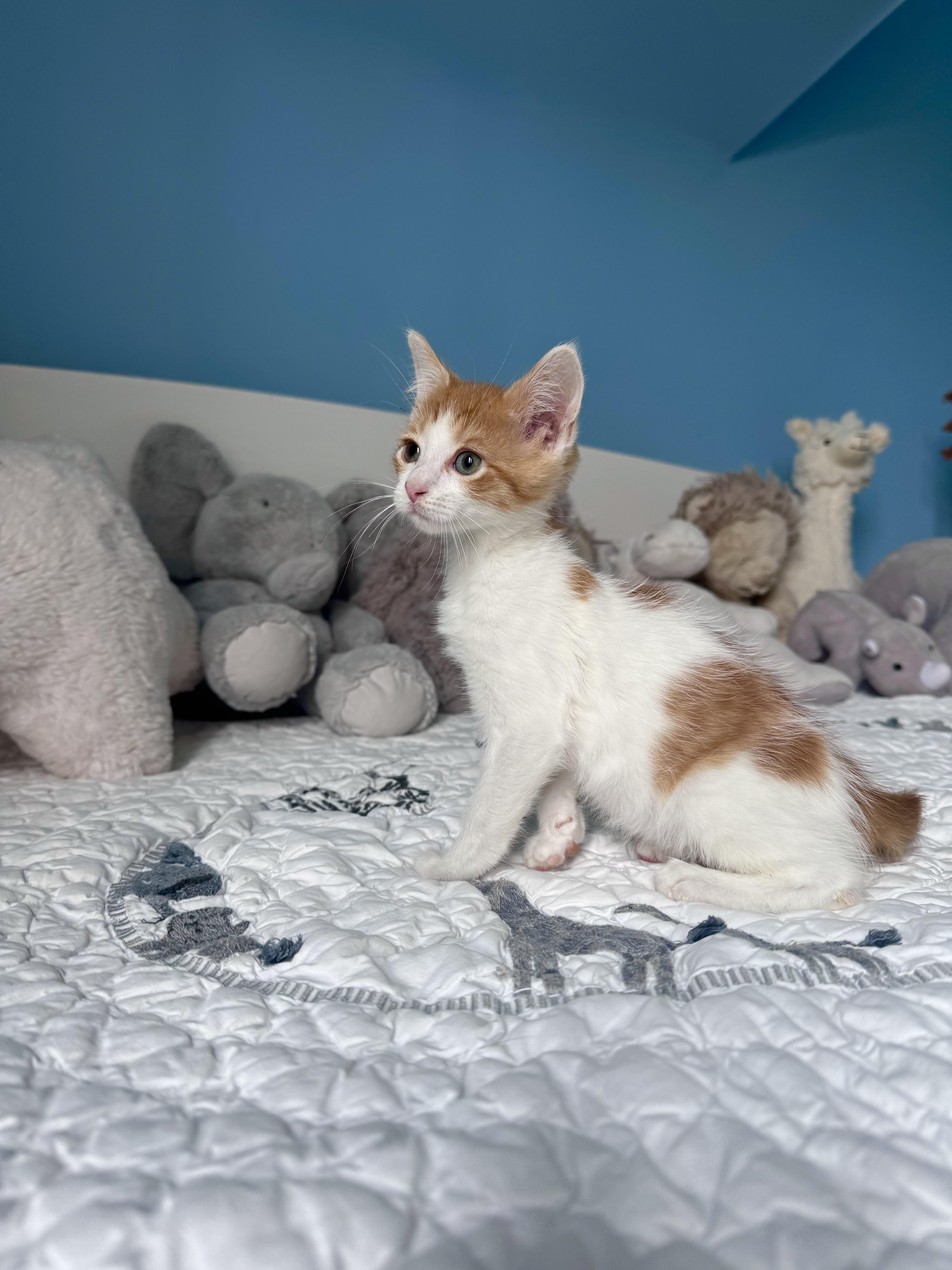 Brioche, adopted, Kitten Male Domestic Short Hair.