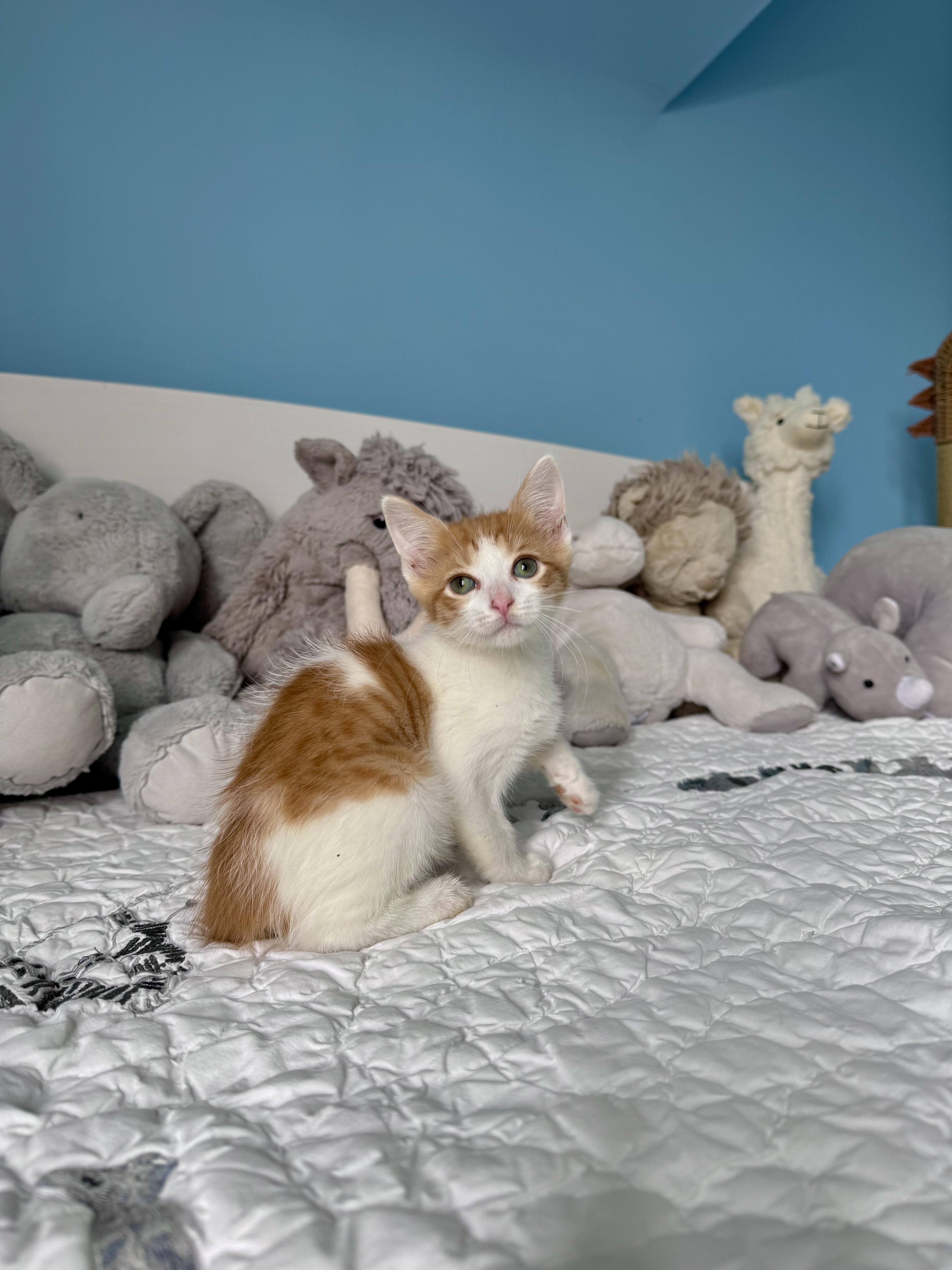 Brioche, an adopted Domestic Short Hair in Ramsey, NJ image 4/5