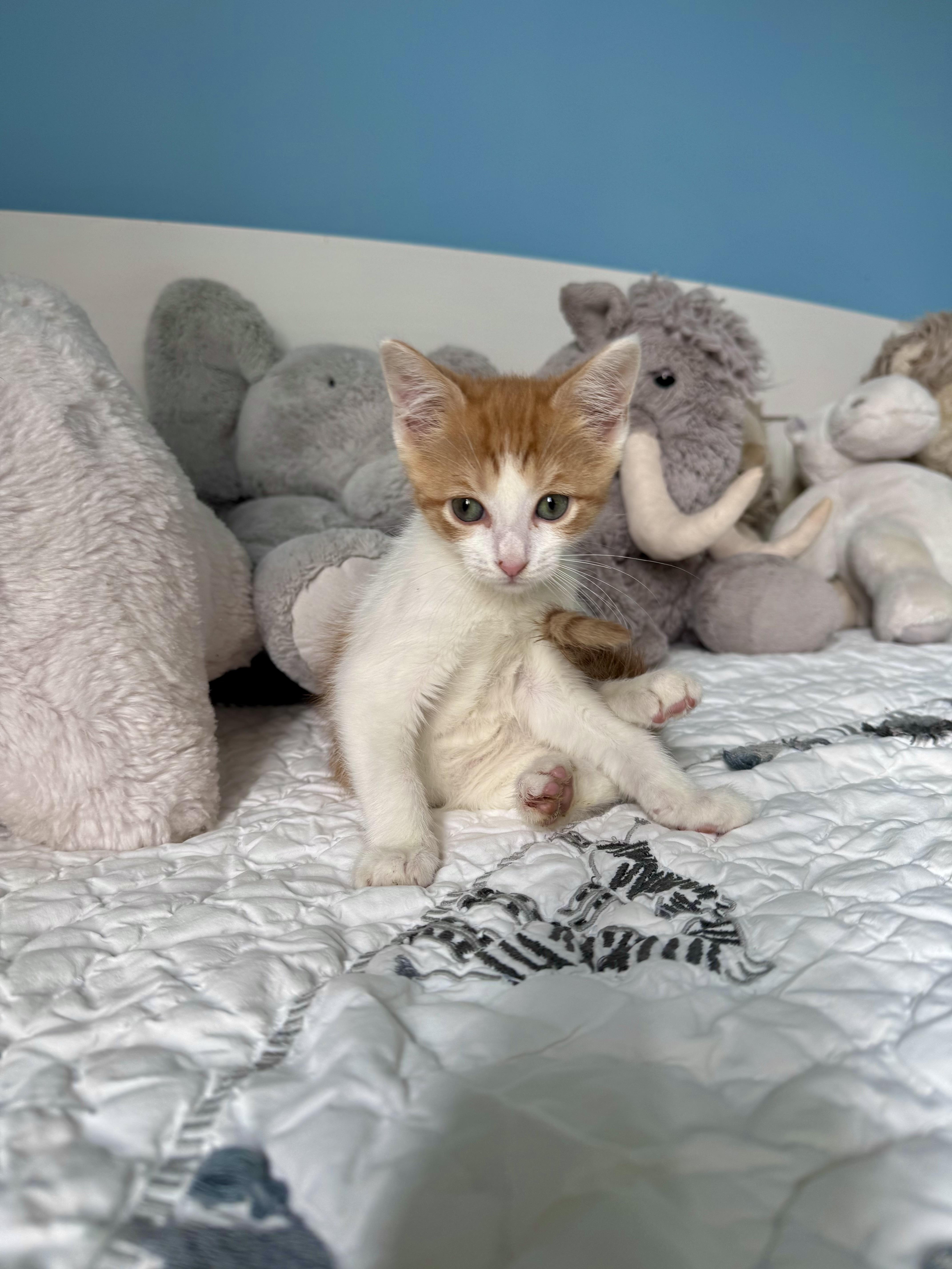 Brioche, an adopted Domestic Short Hair in Ramsey, NJ image 3/5