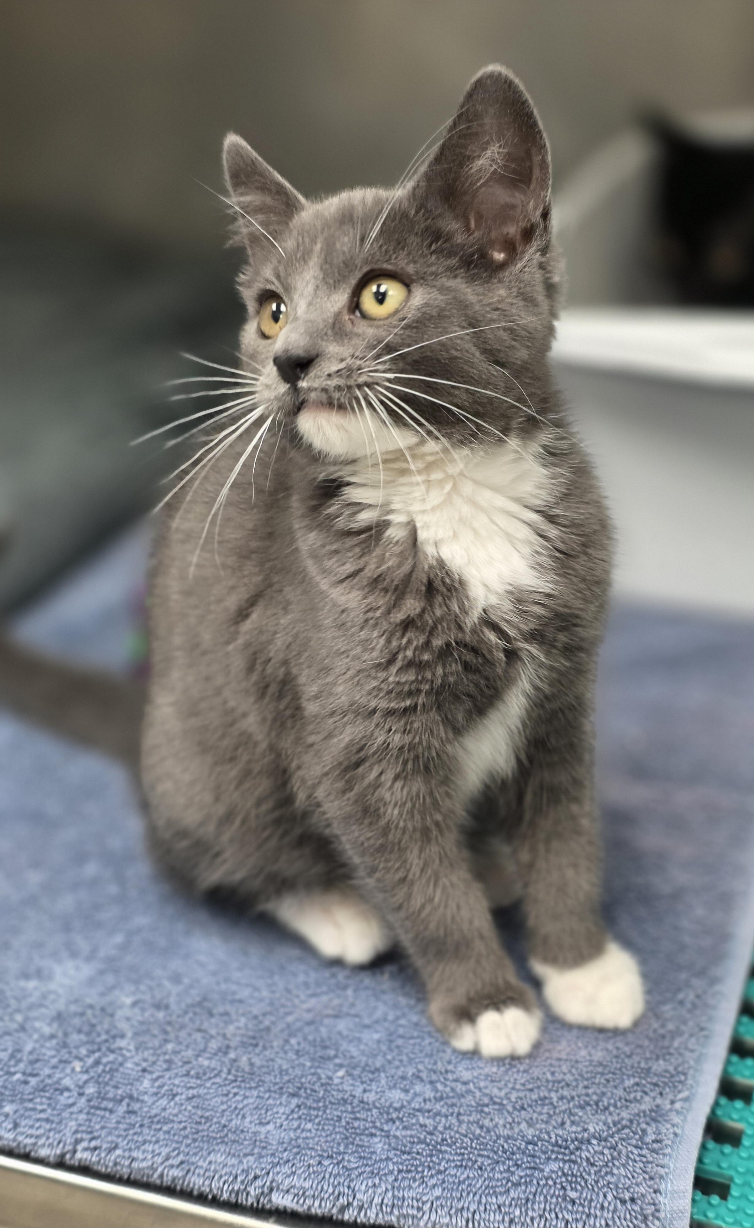 Cliff Secord, an adopted Domestic Short Hair in Beaverton, OR image 2/3