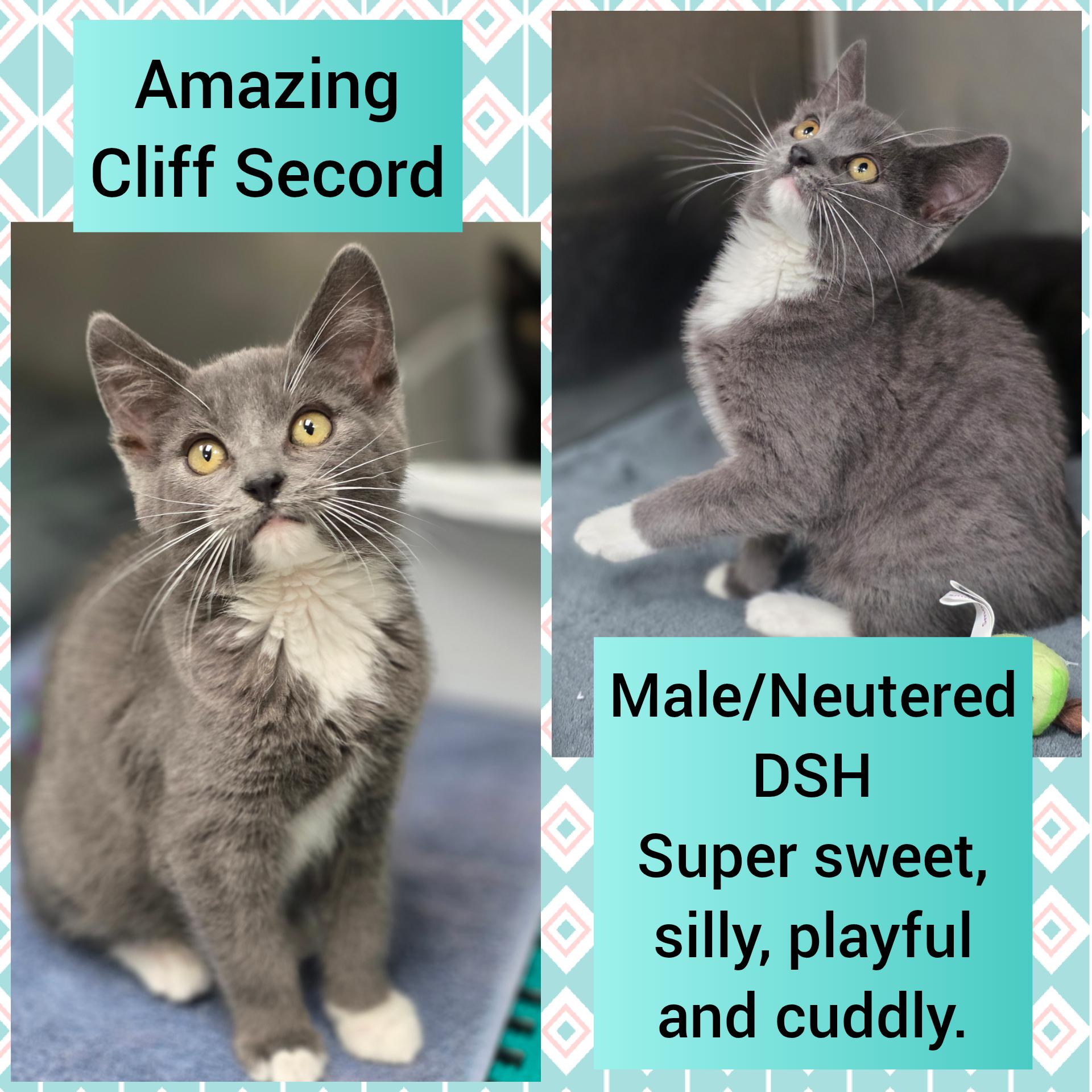 Cliff Secord, an adopted Domestic Short Hair in Beaverton, OR image 1/3