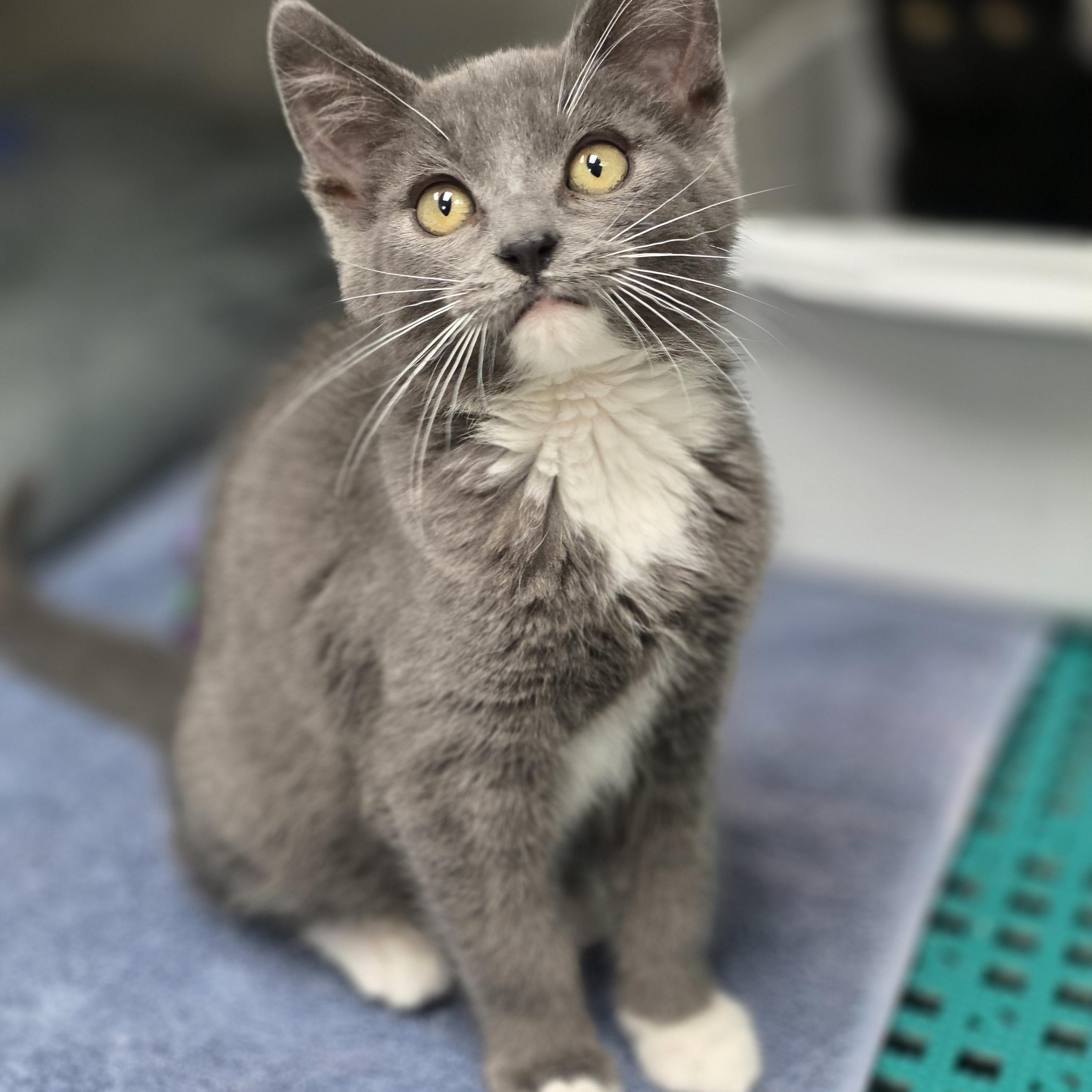 Cliff Secord, an adopted Domestic Short Hair in Beaverton, OR image 3/3