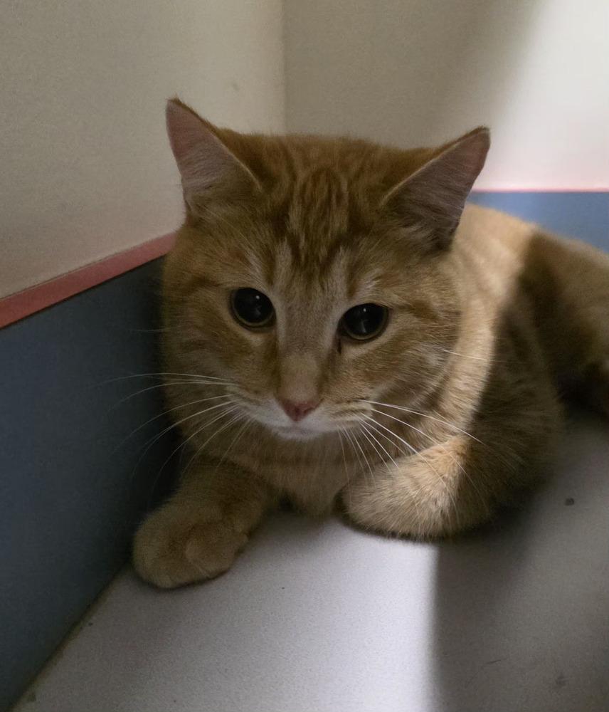 Hans-Q, Adoptable, Young Male Domestic Short Hair.