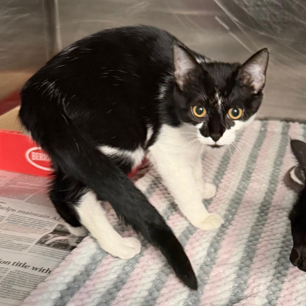 Cookie, Adoptable, Kitten Female Domestic Short Hair.