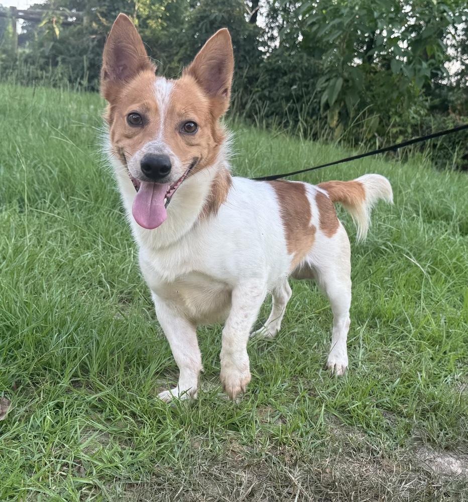 Donte, Adoptable, Adult Male Jack Russell Terrier & Corgi.