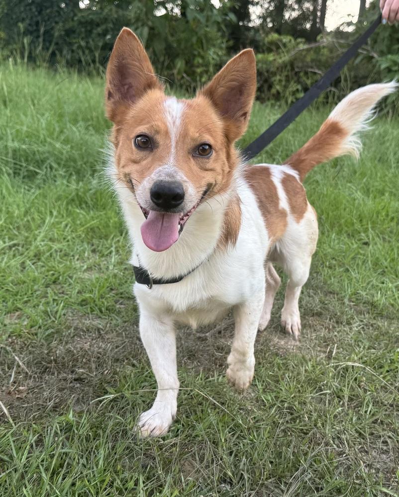 Enlarge Donte, a Adoptable mixed breed in Troy, AL image 2/4