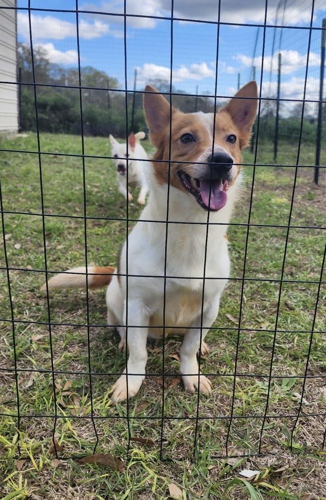 Enlarge Donte, a Adoptable mixed breed in Troy, AL image 3/4