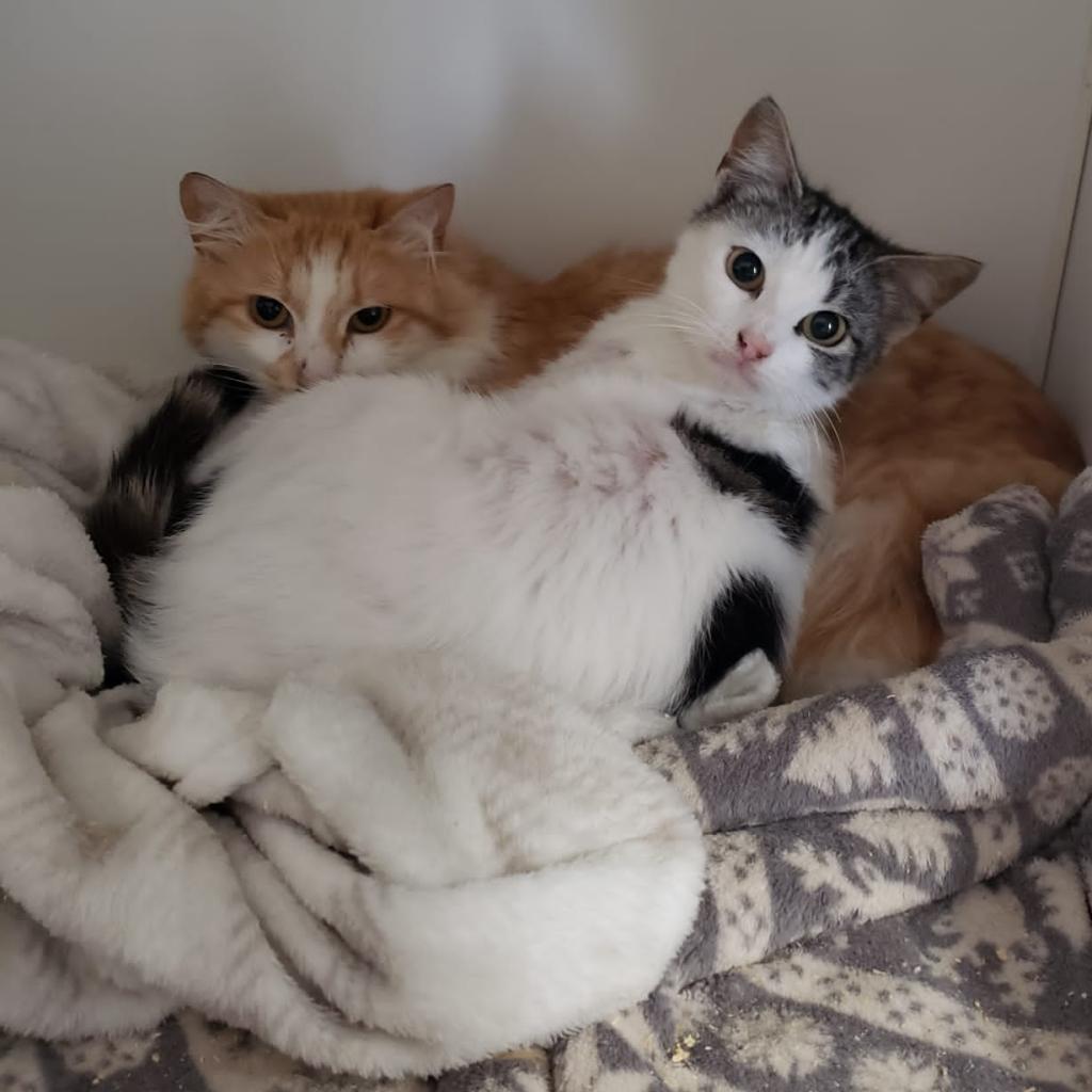 Rio, Adoptable, Adult Female Domestic Short Hair.