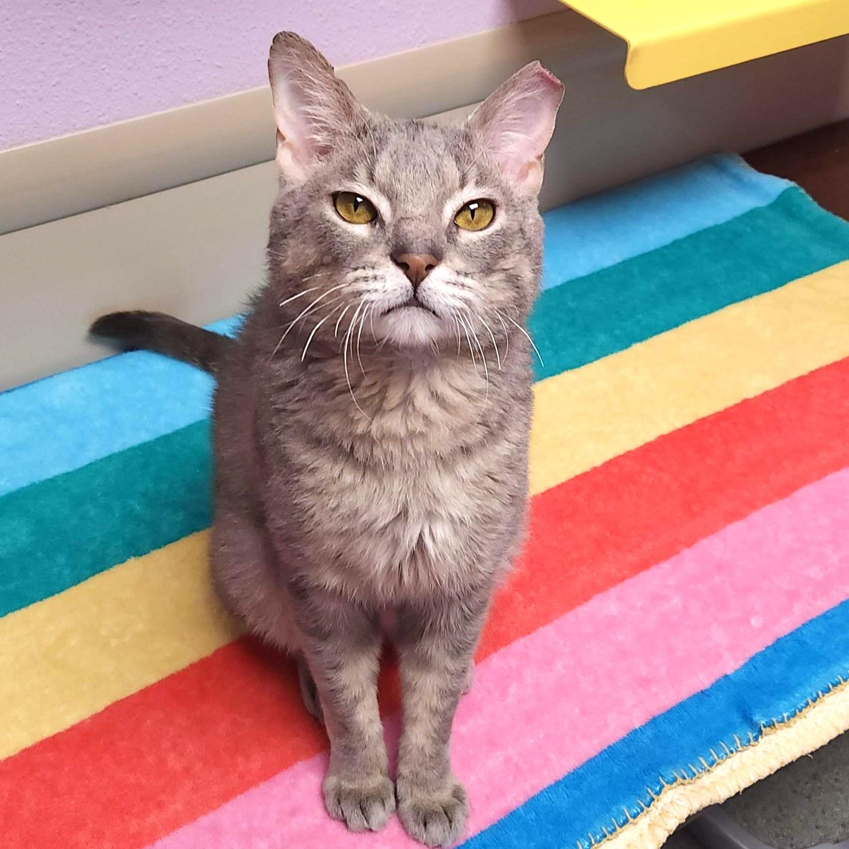 Enlarge Link, a ADOPTABLE Domestic Short Hair in Marshfield, WI image 3/6