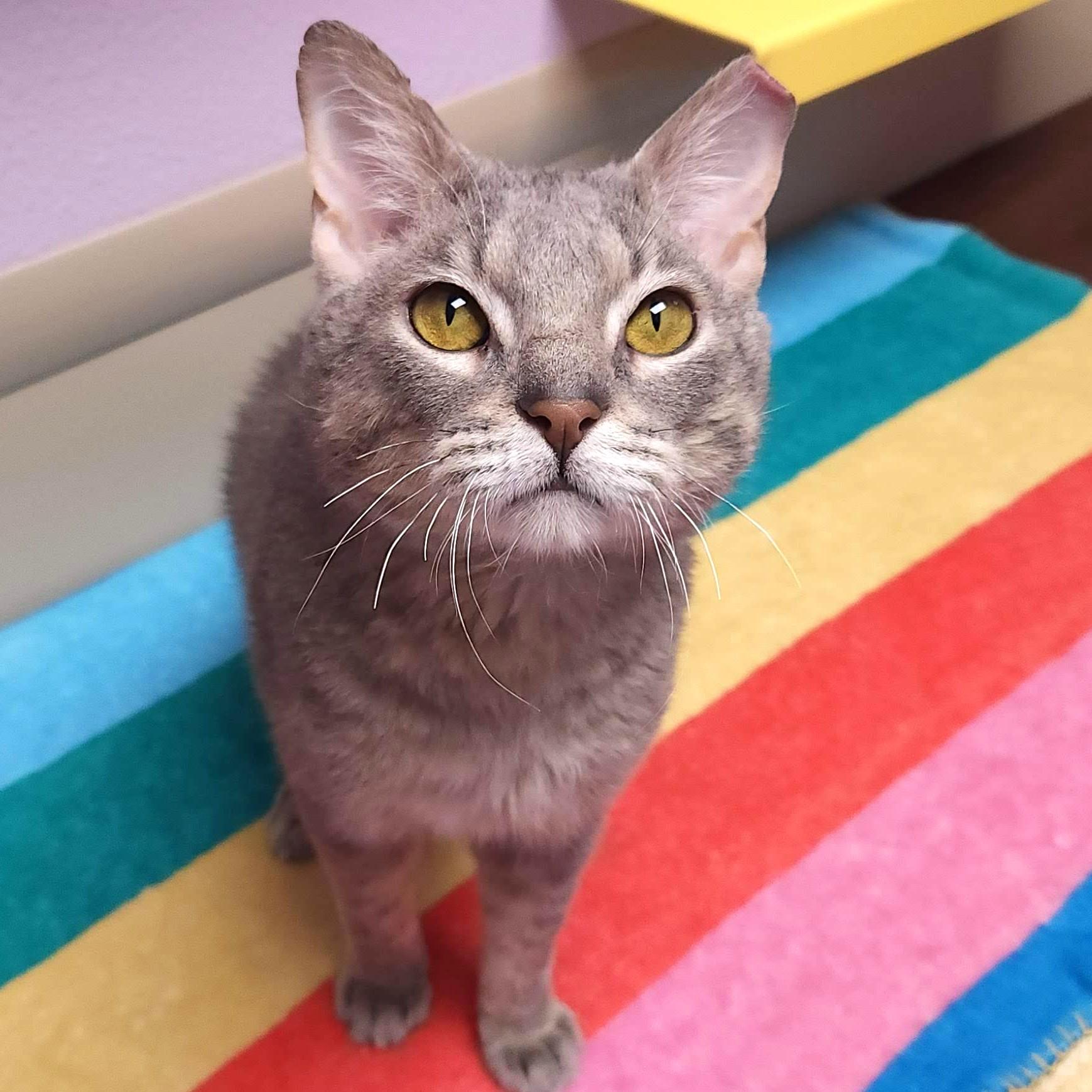 Enlarge Link, a ADOPTABLE Domestic Short Hair in Marshfield, WI image 2/6